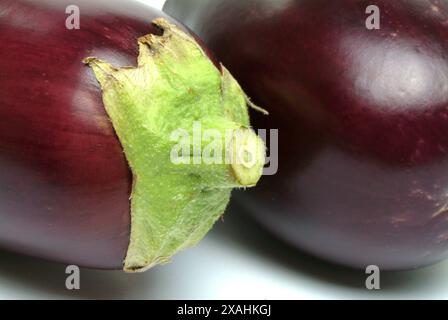 Melanzana, Solanum melongena, Eierpflanze, einzelne reife Frucht, Stengelansatz Foto Stock