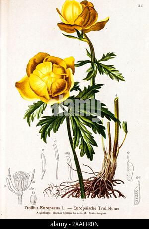 Trollius Europaeus L. — Europäische Trollblume Trollius europaeus, il globeflower, è una pianta perenne della famiglia Ranunculaceae. La pianta è originaria dell'Europa e dell'Asia occidentale botanica attingendo da " Atlas der Alpenflora " di Hartinger, Anton, B. 1806; dalla Torre, K. W. von (Karl Wilhelm), 1850-1928; Deutscher Alpenverein (fondato nel 1874) Foto Stock