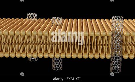 Rendering 3D di porine di nanotubi di carbonio, brevi pezzi di nanotubi di carbonio in grado di autoinserirsi in un bilayer lipidico, modello di membrana biologica Foto Stock