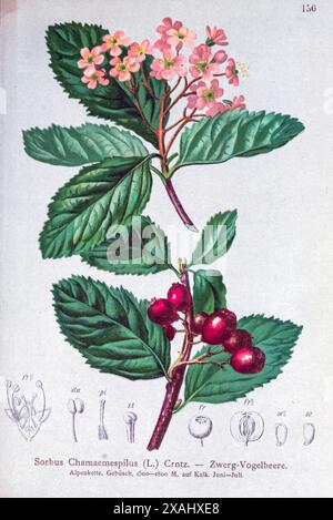 Sorbus Chamaemespilus (L.) Crntz. — Zwerg-Vogelbeere. Chamaemespilus è un genere di arbusti della famiglia delle Rosaceae. È monotipico, essendo rappresentato dalla singola specie Chamaemespilus alpina, comunemente nota come falso medlar o fascio bianco nano. Disegno botanico da ' Atlas der Alpenflora ' volume 2 di Hartinger, Anton, B. 1806; dalla Torre, K. W. von (Karl Wilhelm), 1850-1928; Deutscher Alpenverein (fondato nel 1874) Foto Stock