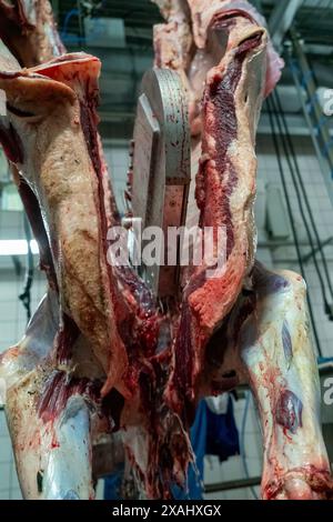 Vista ravvicinata del taglio di una carcassa di vacca con una motosega nel macello. Foto Stock