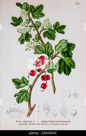 Ribes alpinum L. — Alpen-Johannisbeerstrauch. Ribes alpinum, noto come ribes di montagna o ribes alpino, è un piccolo arbusto deciduo e divino originario dell'Europa centrale e settentrionale dalla Finlandia e dalla Norvegia a sud delle Alpi e dei Pirenei e del Caucaso, Georgia Botanical tratto da " Atlas der Alpenflora " volume 2 di Hartinger, Anton, B. 1806; dalla Torre, K. W. von (Karl Wilhelm), 1850-1928; Deutscher Alpenverein (fondato nel 1874) Foto Stock