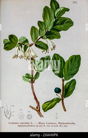 Lonicera coerulea L. — Blaue Lonizere, Heckenkirsche. Lonicera caerulea, conosciuta anche con i suoi nomi comuni: Caprifoglio blu, caprifoglio dolce, caprifoglio mosca, caprifoglio blu o caprifoglio di miele, è un caprifoglio non arrampicante nativo in tutte le fresche regioni temperate dell'emisfero settentrionale del Nord America, Europa e Asia. Disegno botanico da ' Atlas der Alpenflora ' volume 2 di Hartinger, Anton, B. 1806; dalla Torre, K. W. von (Karl Wilhelm), 1850-1928; Deutscher Alpenverein (fondato nel 1874) Foto Stock