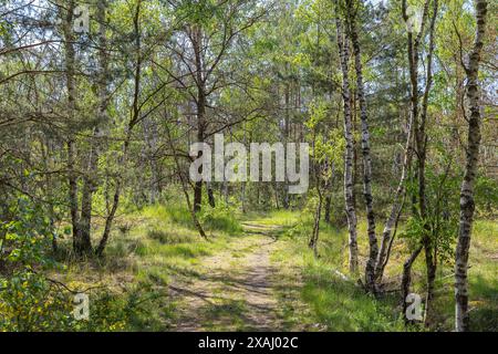 Waldweg Heidepfad durch die Gohrischer Heide bei Gröditz, Sachsen, Deutschland *** sentiero forestale Heidepfad attraverso il Gohrischer Heide vicino a Gröditz, S. Foto Stock