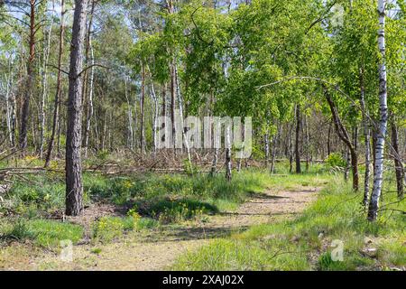 Waldweg Heidepfad durch die Gohrischer Heide bei Gröditz, Sachsen, Deutschland *** sentiero forestale Heidepfad attraverso il Gohrischer Heide vicino a Gröditz, S. Foto Stock