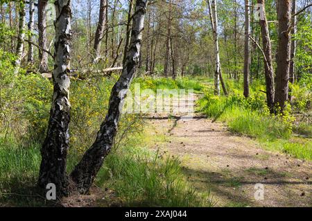 Weg Heidepfad durch die Gohrischer Heide bei Gröditz, Sachsen, Deutschland *** il sentiero della Heide di Gohrischer vicino a Gröditz, Sassonia, Germania Foto Stock