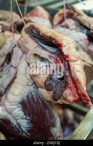 Puliti e impiccati cuori di mucca crudi. Foto Stock