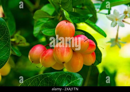 Mucchio di carande carissa con foglie verdi e fiori bianchi in fiore nell'albero. Carissa carandas è anche conosciuta come correnti del Bengala o Carandas Foto Stock