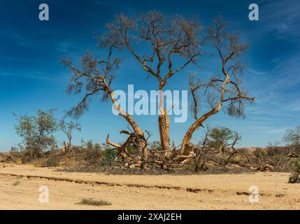 Vegetazione lungo il fiume Ugap in Namibia occidentale Foto Stock