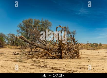 Vegetazione lungo il fiume Ugap in Namibia occidentale Foto Stock