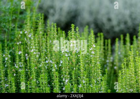 Molte piccole foglie verdi e fiori bianchi di Hyssopus officinalis pianta, noto come issopo, in giardino estivo soleggiato, bella all'aperto monocromatico backgro Foto Stock