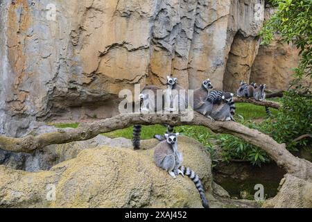 Foto di un gruppo di lemuri del Madagascar dalla coda ad anello in un paesaggio naturale del parco zoologico Bioparc di Valencia, Spagna Foto Stock