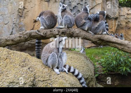 Foto di un gruppo di lemuri del Madagascar dalla coda ad anello in un paesaggio naturale del parco zoologico Bioparc di Valencia, Spagna Foto Stock