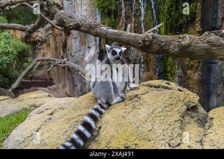 Foto di un lembo del Madagascar dalla coda ad anello seduto su una pietra in un paesaggio naturale del parco zoologico Bioparc di Valencia, Spagna Foto Stock