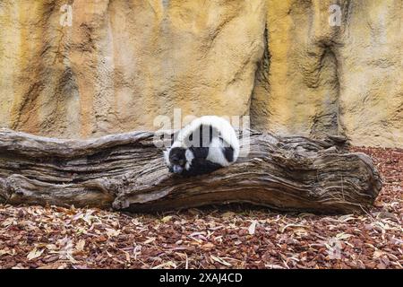 Foto di un lembo con collo bianco e nero seduto su un tronco di albero caduto in un paesaggio naturale del parco zoologico Bioparc di Valencia, Spagna Foto Stock