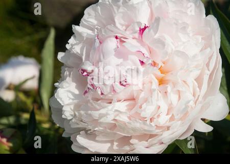 Primo piano della grande fioritura di peonia in fiore Foto Stock