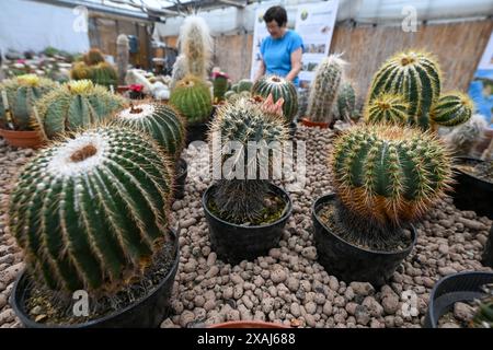 Brno, Repubblica Ceca. 7 giugno 2024. Preparazione di un fine settimana di mostra di cactus di varie dimensioni e forme che si terrà nell'anno del 100° anniversario dell'Astrophytum Cactus Club di Brno nel centro giardino Ctyrlistek in via Bystrcka a Brno-Komin, 7 giugno 2024. Crediti: Vaclav Salek/CTK Photo/Alamy Live News Foto Stock