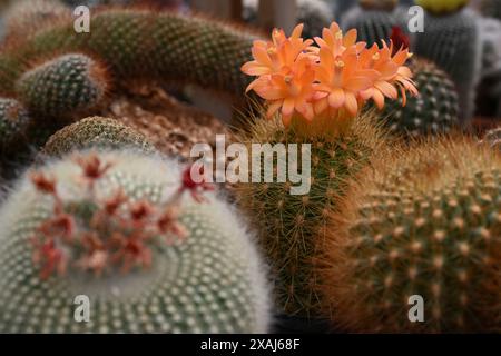 Brno, Repubblica Ceca. 7 giugno 2024. Preparazione di un fine settimana di mostra di cactus di varie dimensioni e forme che si terrà nell'anno del 100° anniversario dell'Astrophytum Cactus Club di Brno nel centro giardino Ctyrlistek in via Bystrcka a Brno-Komin, 7 giugno 2024. Crediti: Vaclav Salek/CTK Photo/Alamy Live News Foto Stock