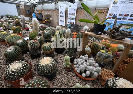 Brno, Repubblica Ceca. 7 giugno 2024. Preparazione di un fine settimana di mostra di cactus di varie dimensioni e forme che si terrà nell'anno del 100° anniversario dell'Astrophytum Cactus Club di Brno nel centro giardino Ctyrlistek in via Bystrcka a Brno-Komin, 7 giugno 2024. Crediti: Vaclav Salek/CTK Photo/Alamy Live News Foto Stock