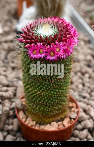 Brno, Repubblica Ceca. 7 giugno 2024. Preparazione di un fine settimana di mostra di cactus di varie dimensioni e forme che si terrà nell'anno del 100° anniversario dell'Astrophytum Cactus Club di Brno nel centro giardino Ctyrlistek in via Bystrcka a Brno-Komin, 7 giugno 2024. Crediti: Vaclav Salek/CTK Photo/Alamy Live News Foto Stock