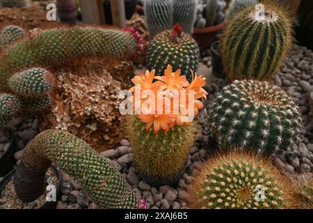 Brno, Repubblica Ceca. 7 giugno 2024. Preparazione di un fine settimana di mostra di cactus di varie dimensioni e forme che si terrà nell'anno del 100° anniversario dell'Astrophytum Cactus Club di Brno nel centro giardino Ctyrlistek in via Bystrcka a Brno-Komin, 7 giugno 2024. Crediti: Vaclav Salek/CTK Photo/Alamy Live News Foto Stock