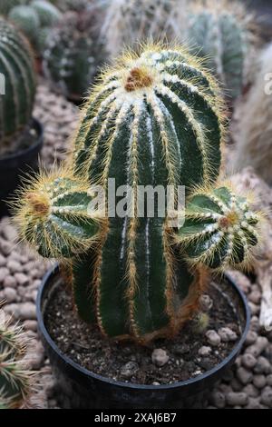 Brno, Repubblica Ceca. 7 giugno 2024. Preparazione di un fine settimana di mostra di cactus di varie dimensioni e forme che si terrà nell'anno del 100° anniversario dell'Astrophytum Cactus Club di Brno nel centro giardino Ctyrlistek in via Bystrcka a Brno-Komin, 7 giugno 2024. Crediti: Vaclav Salek/CTK Photo/Alamy Live News Foto Stock