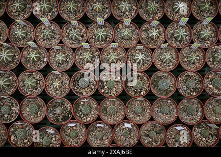 Brno, Repubblica Ceca. 7 giugno 2024. Preparazione di un fine settimana di mostra di cactus di varie dimensioni e forme che si terrà nell'anno del 100° anniversario dell'Astrophytum Cactus Club di Brno nel centro giardino Ctyrlistek in via Bystrcka a Brno-Komin, 7 giugno 2024. Crediti: Vaclav Salek/CTK Photo/Alamy Live News Foto Stock