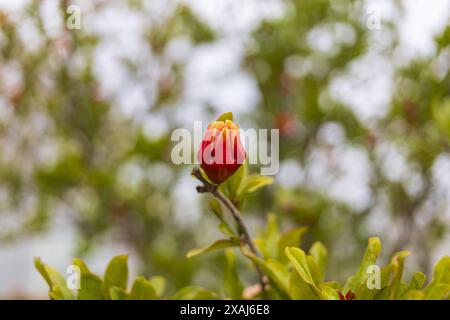 Foto ravvicinata di un fiore di albero di melograno su sfondo sfocato Foto Stock
