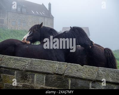 I cavalli di Shire si stavano preparando a vicenda in un giorno nebbioso a Whitby. In cima ai 199 gradini sulla scogliera est vicino all'abbazia. Foto Stock