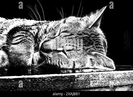 Foto in bianco e nero ad alto contrasto di gatto della camera da letto Foto Stock