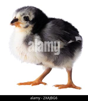 Pulcino di pollo Austerlorp con piume bianche e nere isolate in una foto in studio. Foto Stock