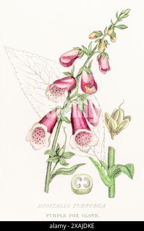 1872 incisione botanica a colori vittoriana dipinta a mano nel Regno vegetale di William Rhind: Viola Foxglove / digitalis purpurea: Velenoso medicinale Foto Stock
