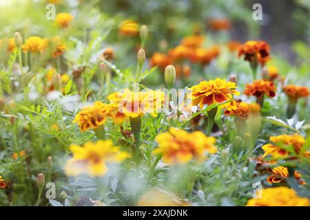 I fiori di tagete di calendula d'arancia crescono nel giardino su aiuole nelle soleggiate giornate estive. Concetto di giardinaggio, floricoltura, coltivazione di fiori fatti in casa Foto Stock