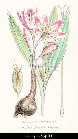 1872 incisione botanica a colori vittoriana dipinta a mano nel Regno vegetale di William Rhind: Colchicum autumnale / Zafferano prato - veleno e medicinale Foto Stock