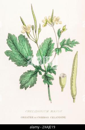 1872 incisione botanica a colori vittoriana dipinta a mano nel Regno vegetale di William Rhind: Greater Celandine / Chelidonium majus - veleno, medicinale Foto Stock