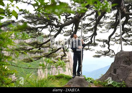 (240607) -- HEFEI, 7 giugno 2024 (Xinhua) -- Ding Ding controlla i pali di sostegno del pino ospite-saluto nella zona panoramica del monte Huangshan nella provincia di Anhui della Cina orientale, 4 giugno 2024. Il Guest-Greeting Pine e' un famoso punto di riferimento sul Monte Huangshan. Il pino alto 10 metri, le cui radici sono sgorgate dalle rocce del sito patrimonio dell'umanità dell'UNESCO, si trova a un'altitudine di oltre 1.600 metri. La sua caratteristica più riconoscibile è un lungo ramo che si estende come un braccio allungato in un gesto accogliente. Negli anni '1980, fu creato un post per supervisionare il Pine Guest-Greeting, responsabile per il d Foto Stock