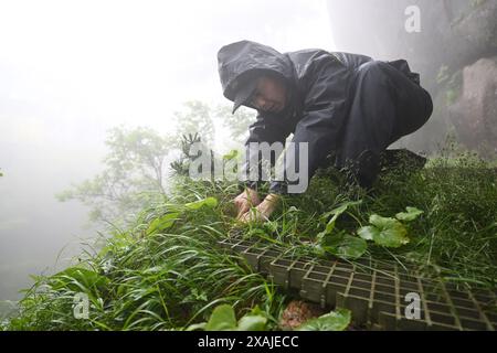 (240607) -- HEFEI, 7 giugno 2024 (Xinhua) -- Ding Ding controlla l'ambiente circostante del pino di benvenuto sotto la pioggia nella zona panoramica del monte Huangshan nella provincia di Anhui della Cina orientale, 5 giugno 2024. Il Guest-Greeting Pine e' un famoso punto di riferimento sul Monte Huangshan. Il pino alto 10 metri, le cui radici sono sgorgate dalle rocce del sito patrimonio dell'umanità dell'UNESCO, si trova a un'altitudine di oltre 1.600 metri. La sua caratteristica più riconoscibile è un lungo ramo che si estende come un braccio allungato in un gesto accogliente. Negli anni '1980 fu creato un post per supervisionare il Pine Guest-Greeting, respon Foto Stock