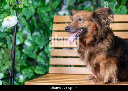 Un cane marrone è comodamente seduto su una panchina di legno, la sua lingua si allena. La scena include elementi come una pianta, il legno e un compani colorato Foto Stock