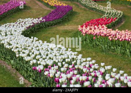 Campo dei tulipani con file di tulipani di colore diverso Foto Stock