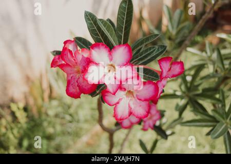 Fiore di rosa del deserto da vicino Foto Stock