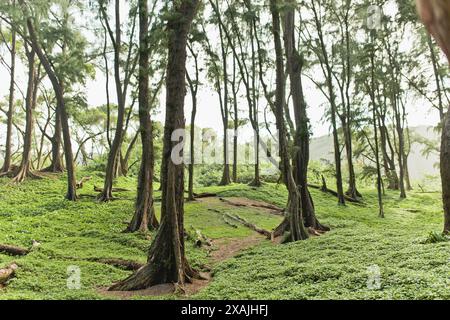 Foresta delle Hawaii nella valle sulla Big Island Foto Stock