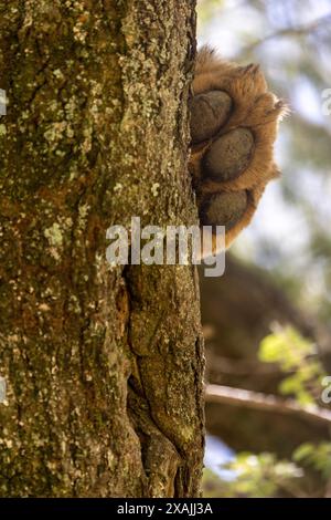 dettaglio della zampa di un leone che riposa su un albero Foto Stock