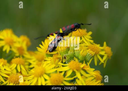Insetti Boxelder Foto Stock