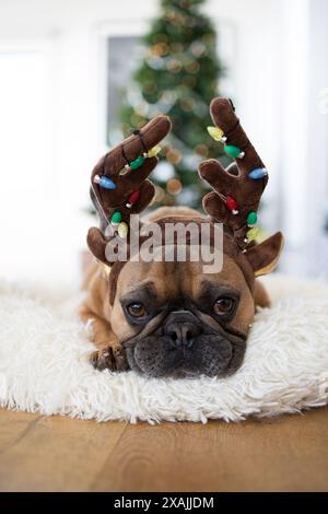 Frenchie non accende le corna di renna di fronte a un albero di Natale. Foto Stock