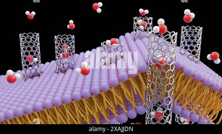 rendering 3d delle molecole che passano attraverso porine di nanotubo di carbonio su membrana lipidica bilayer Foto Stock