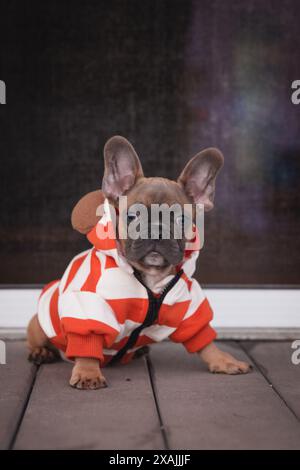 Il cucciolo con felpa con cappuccio a strisce arancioni si rilassa sulla veranda. Foto Stock