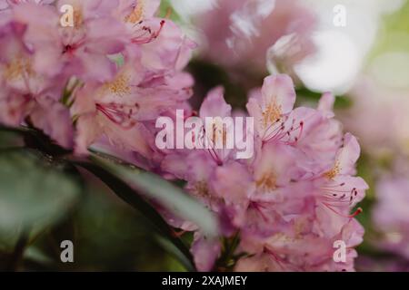 Macro shot di fiori di rododendro pastello a Glasgow, Scozia Foto Stock