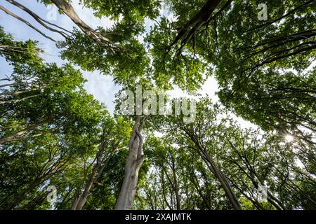 Cime degli alberi nella foresta, Bad Doberan, Meclemburgo-Vorpommern, Germania Foto Stock