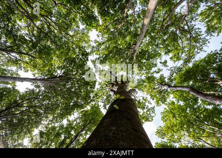 Cime degli alberi nella foresta, Bad Doberan, Meclemburgo-Vorpommern, Germania Foto Stock