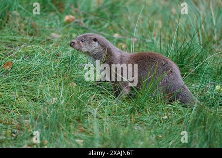 Lontra europea (Lutra lutra) sul lago Foto Stock